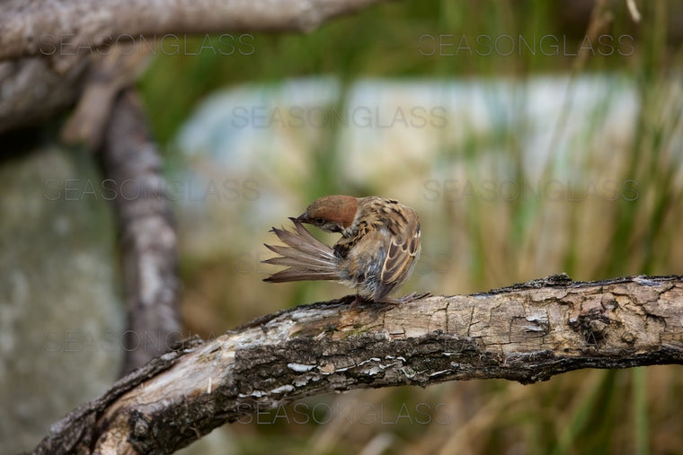 Tree Sparrow