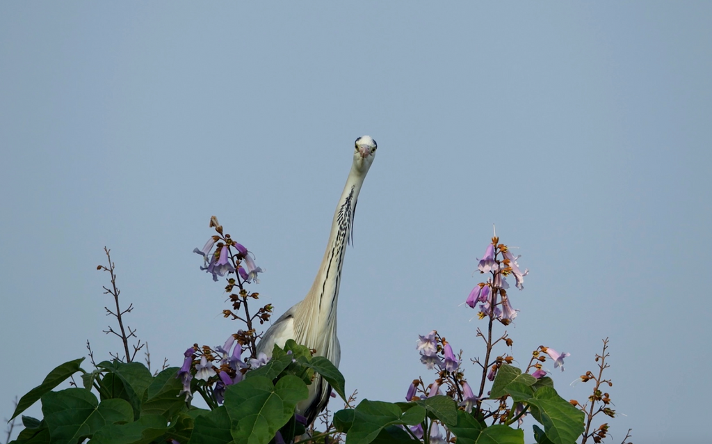 Herons & Egrets - Eshkeri
