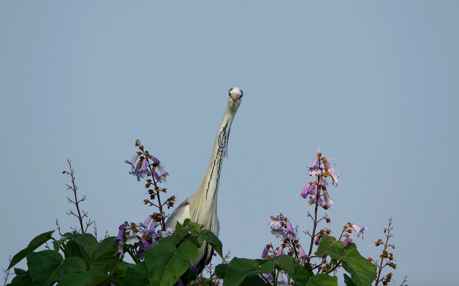 Herons & Egrets - Eshkeri