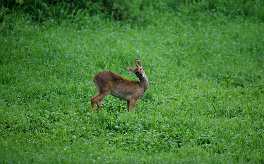 Water Deer - Eshkeri