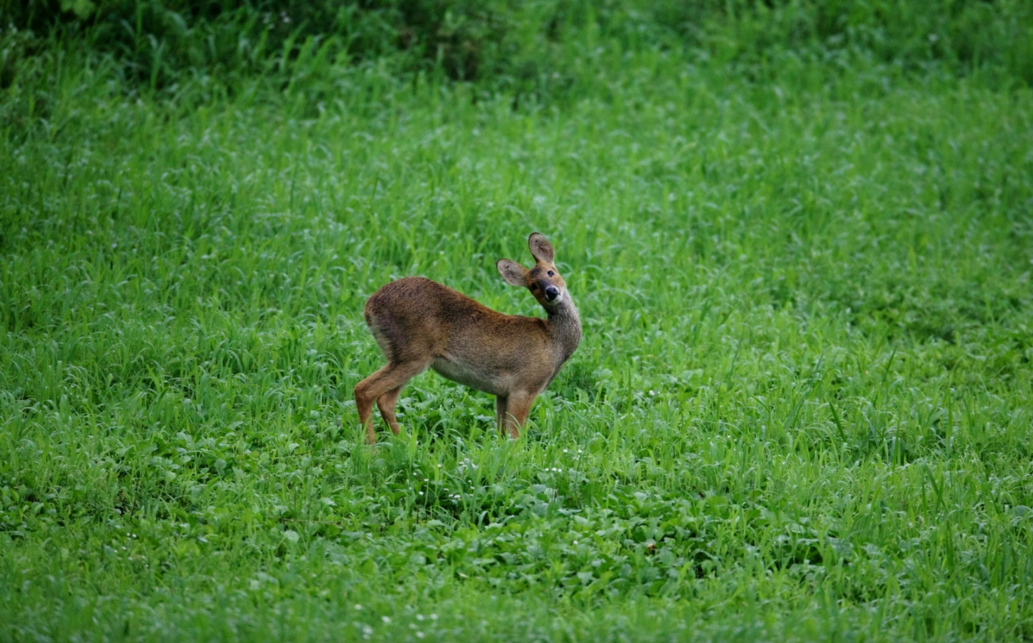 Water Deer - Eshkeri