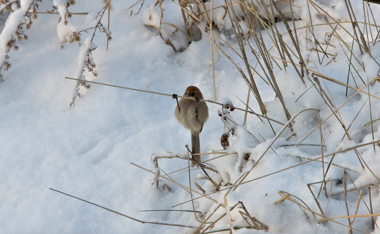 Small Birds, Magpies, Ducks - Eshkeri