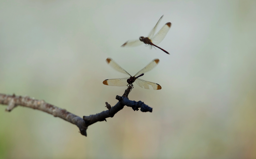 Grass & Insects - Eshkeri