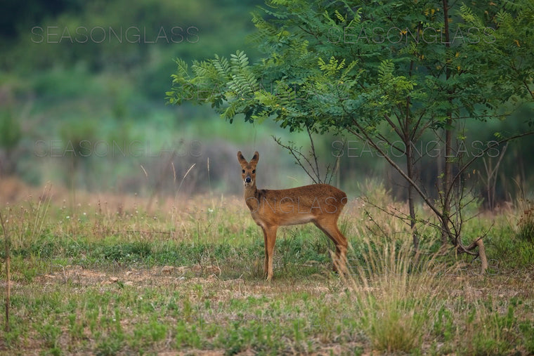 Water Deer