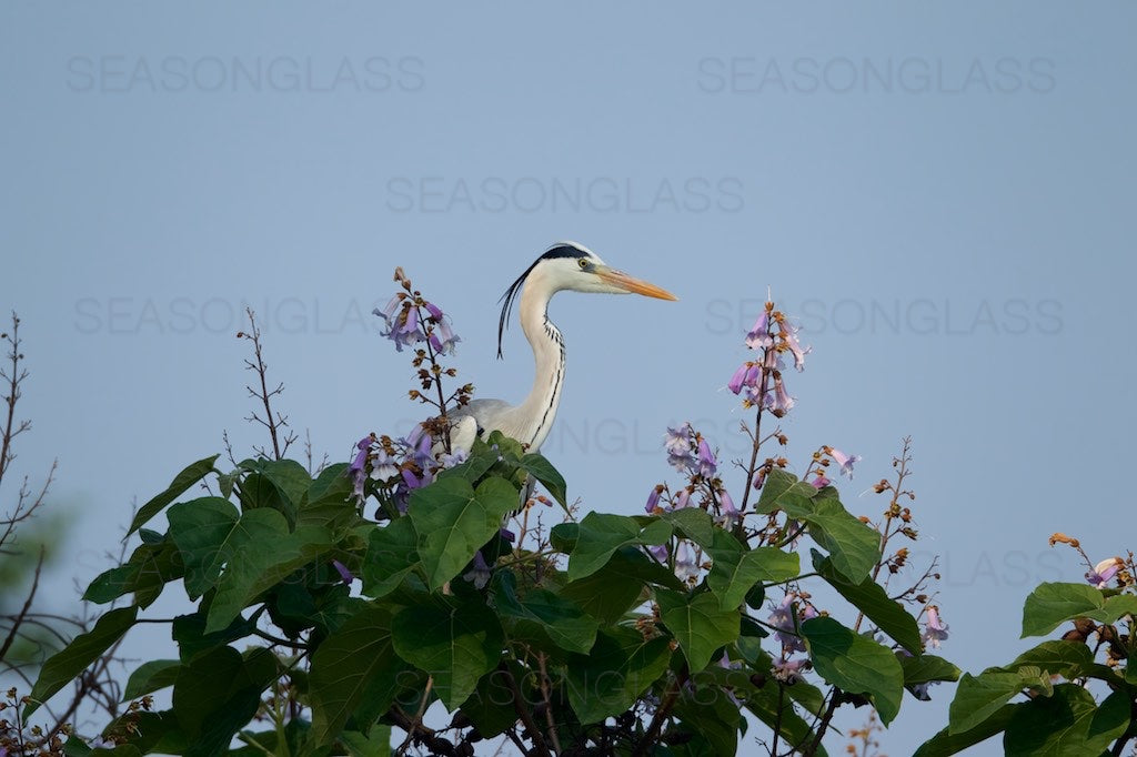 Grey Heron on Paulownia Tree