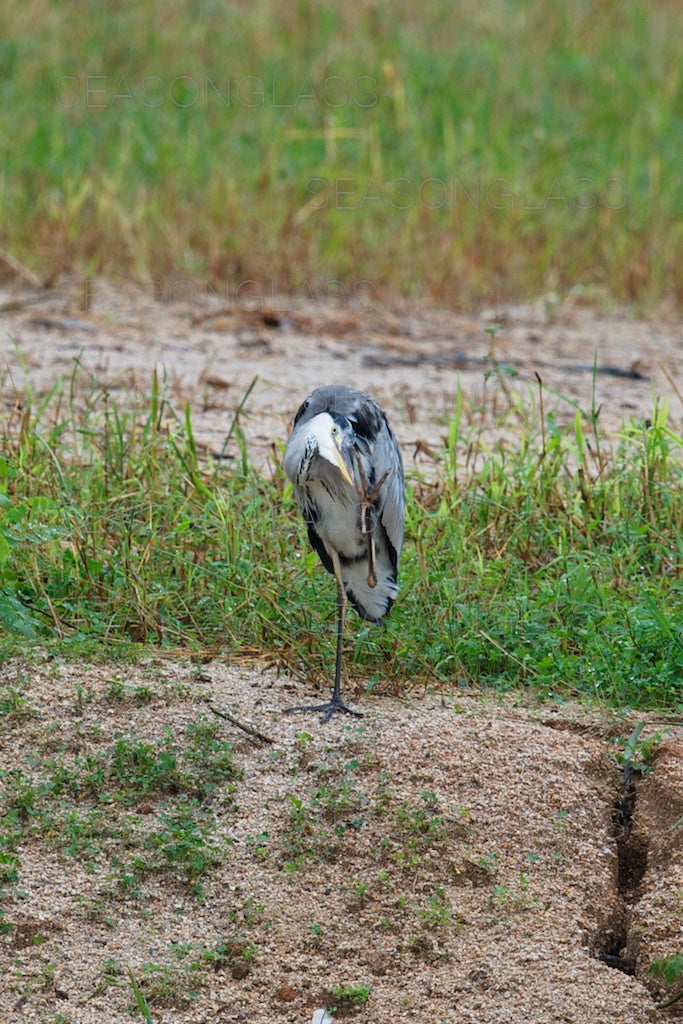 Grey Heron