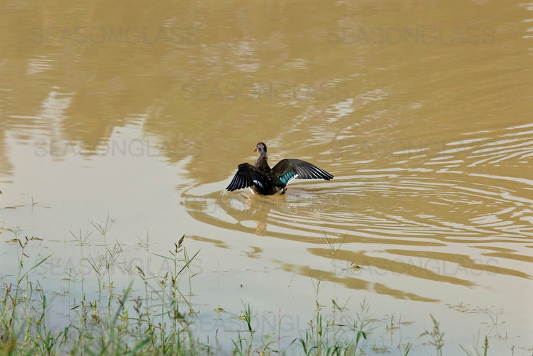 Male Mandarin Duck