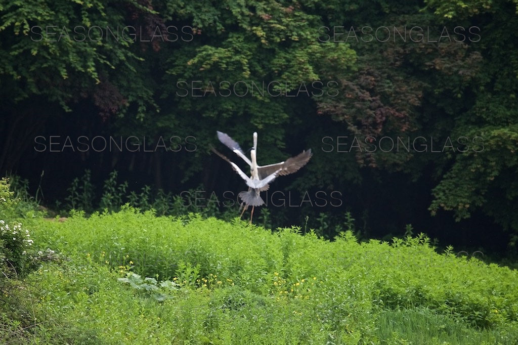 Grey Herons