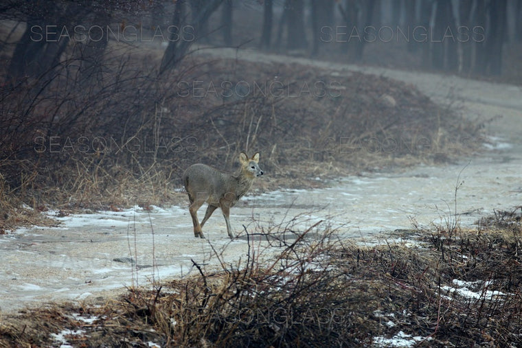 Water Deer