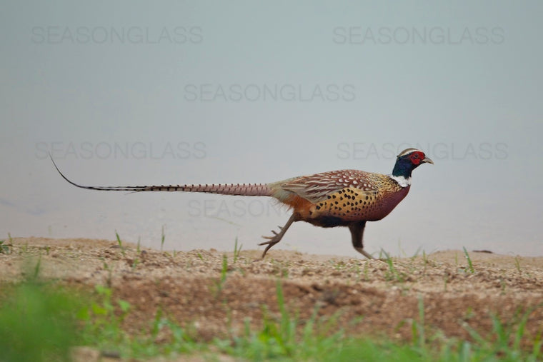 Cock Pheasant
