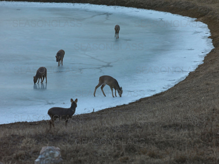 Water Deer