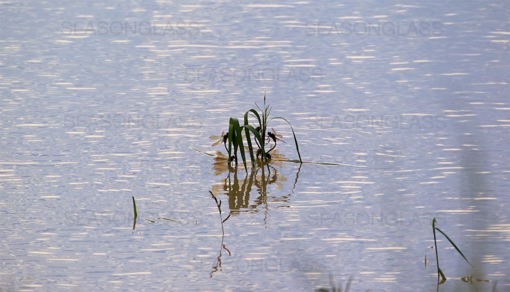 Dragonflies Mating