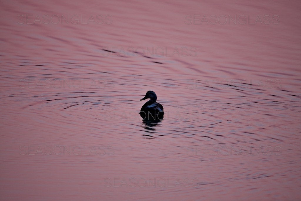 Spot-billed Duck