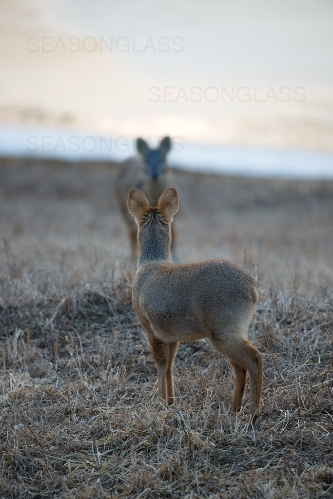 Water Deer