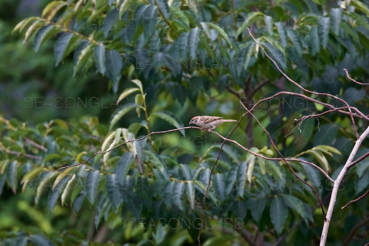 Vinous-throated Parrotbill