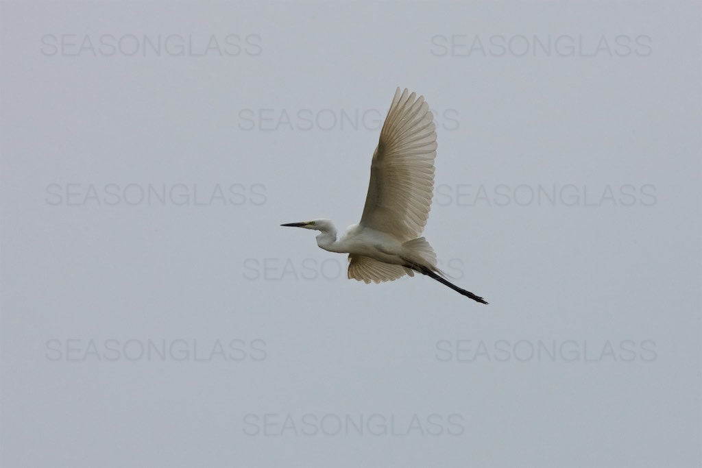 Egret