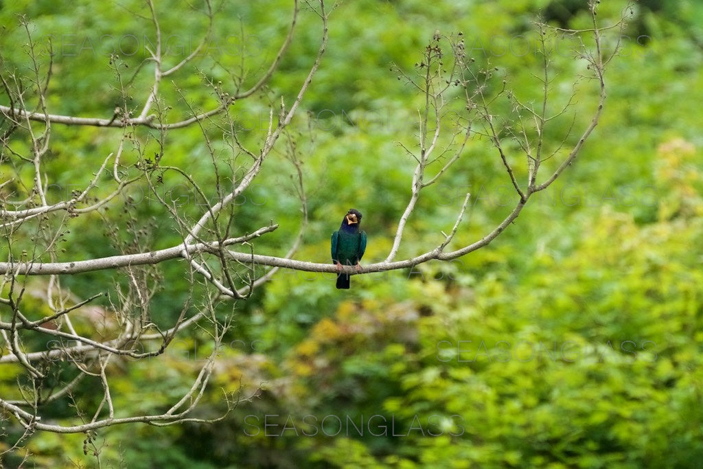 Oriental Dollarbird