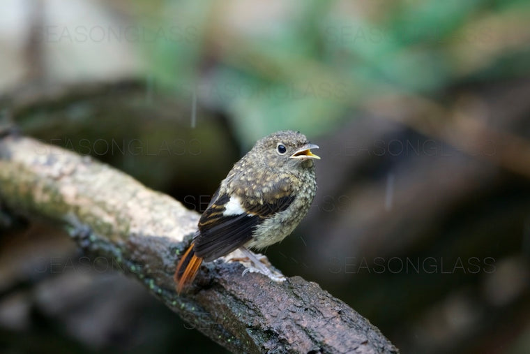 Young Daurian Redstart