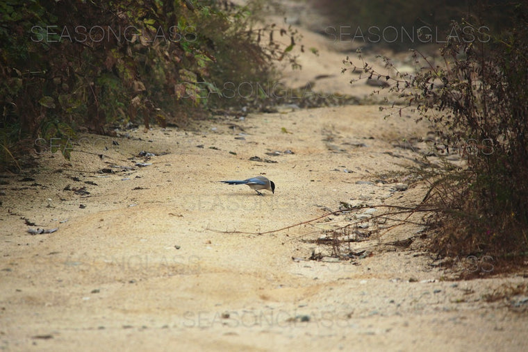 Azure-winged Magpie