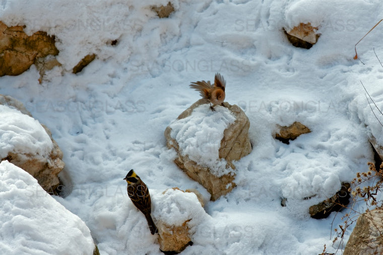 Yellow-throated Bunting and Vinous-throated Parrotbill