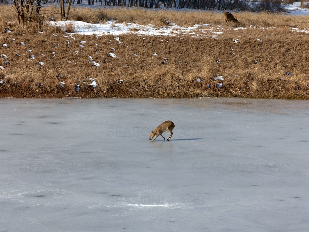 Water Deer