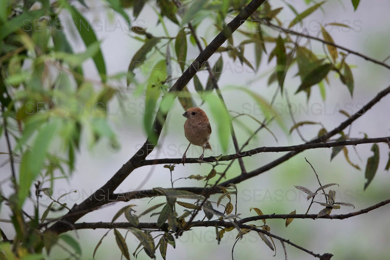 Vinous-throated Parrotbill