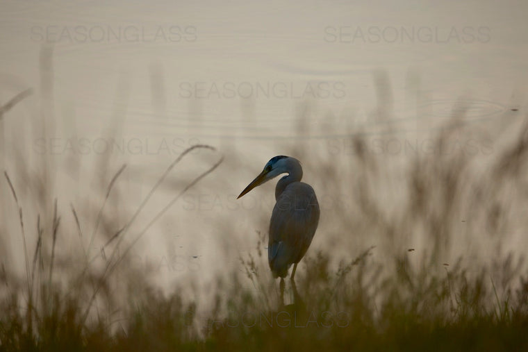 Grey Heron