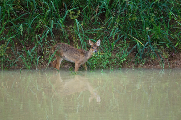 Water Deer