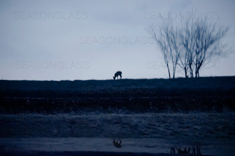 Water Deer