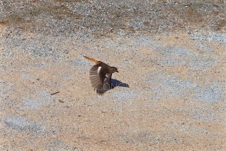 Daurian Redstart