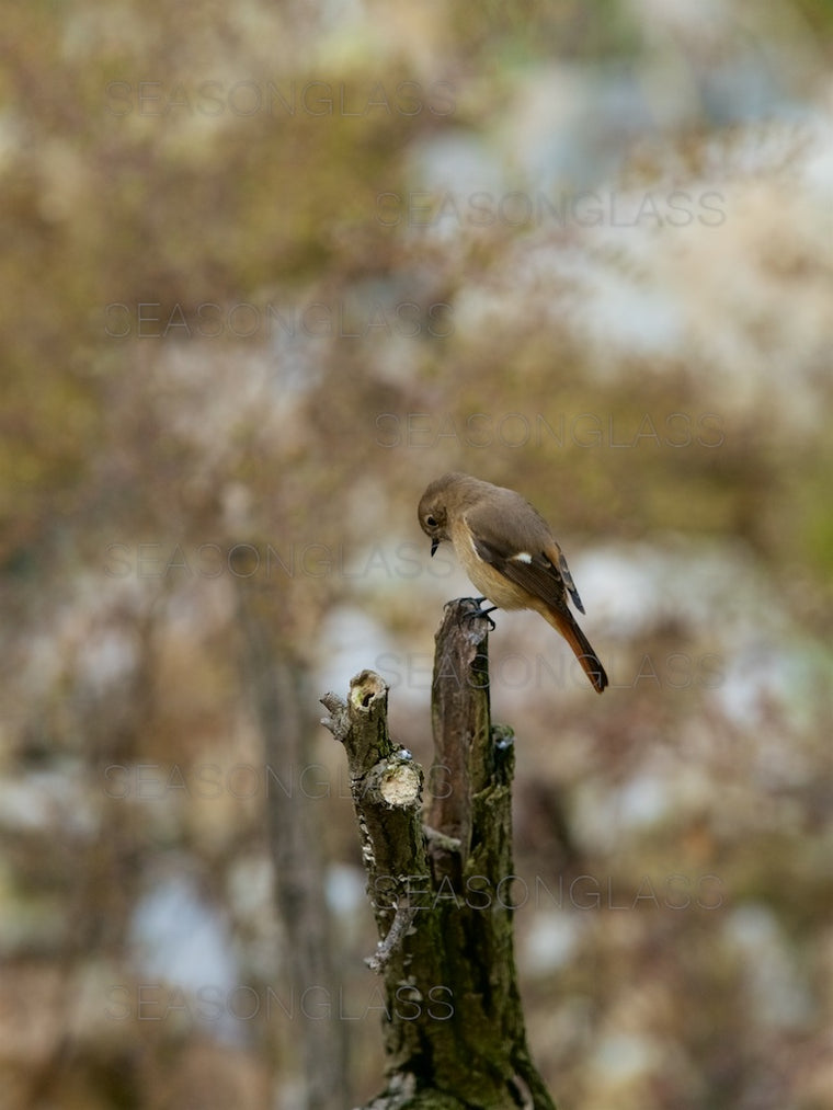 Daurian Redstart