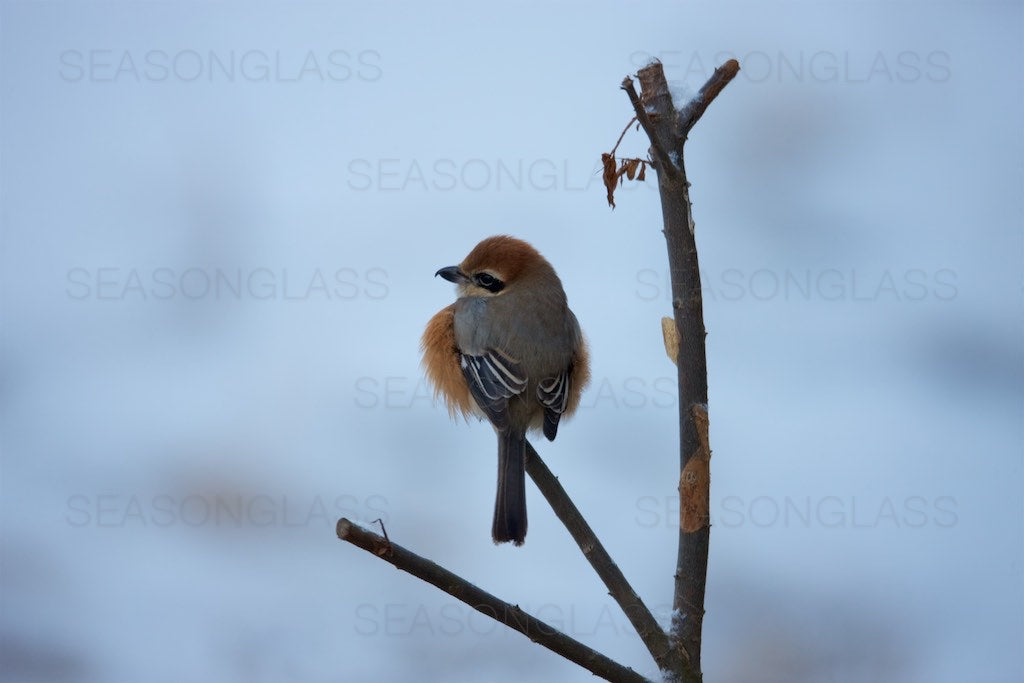 Bull-headed Shrike