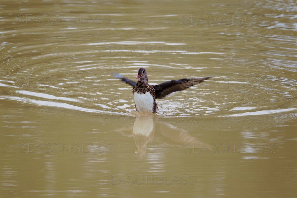 Male Mandarin Duck