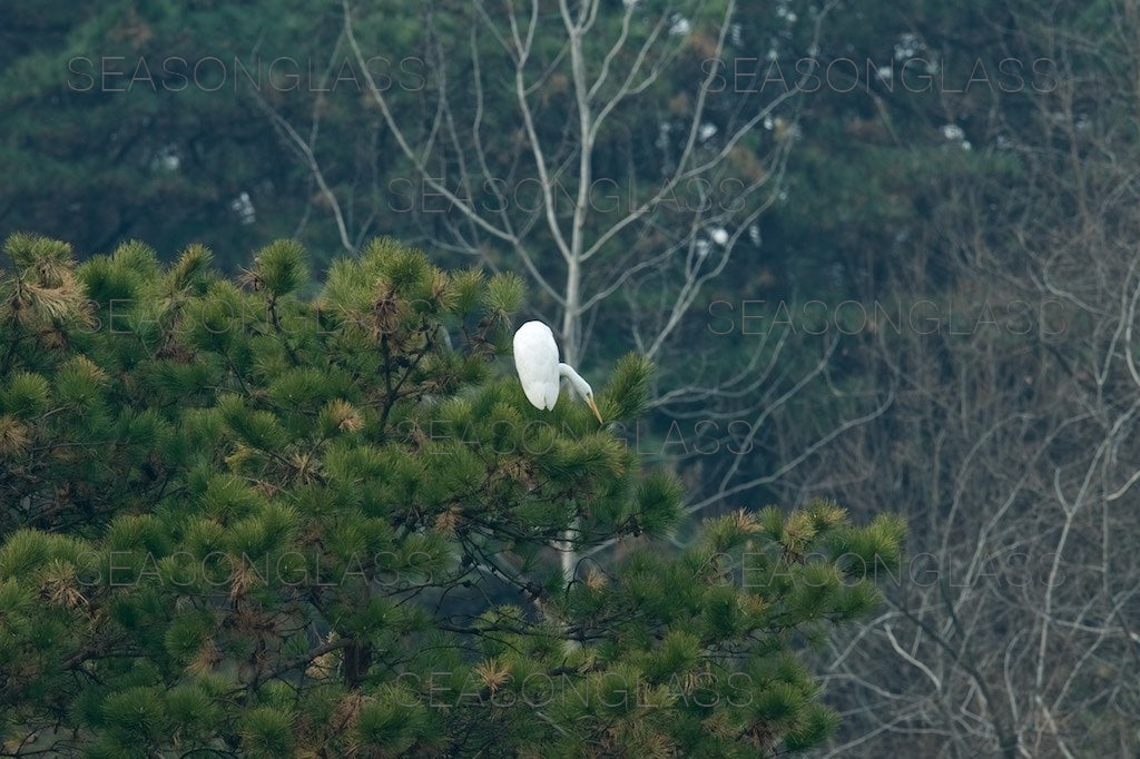 Egret