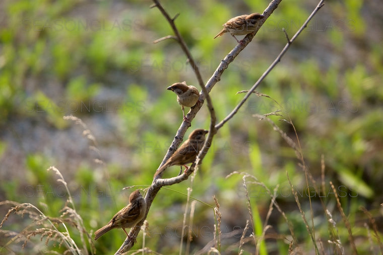 Tree Sparrow