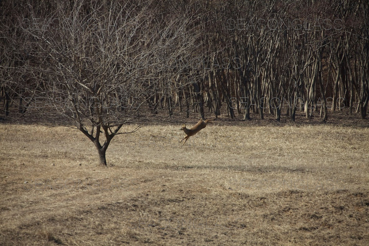 Water Deer