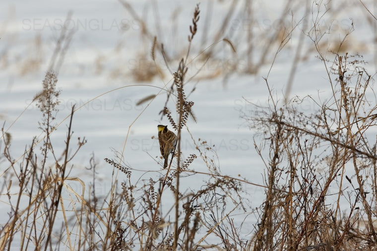 Yellow-throated Bunting