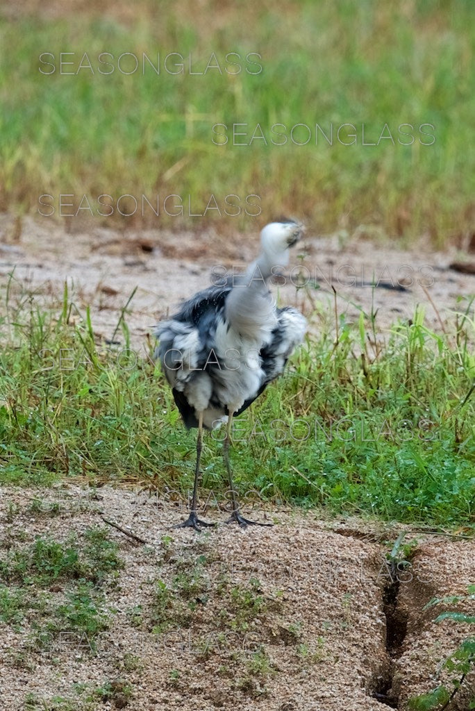 Grey Heron