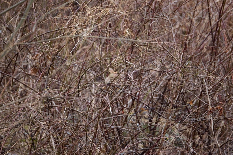 Vinous-throated Parrotbill