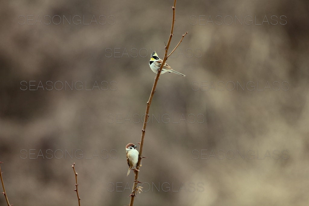 Yellow-throated Bunting and Tree Sparrow