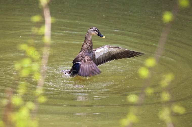 Spot-billed Ducks