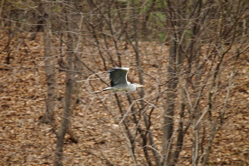 Grey Heron