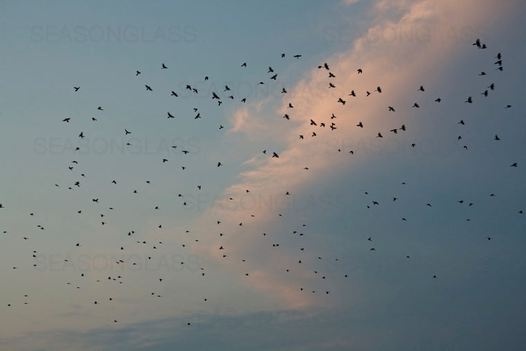 Birds