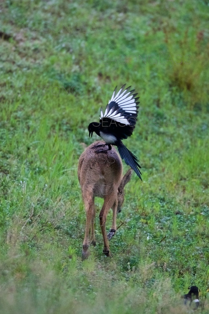 Water Deer and Magpie