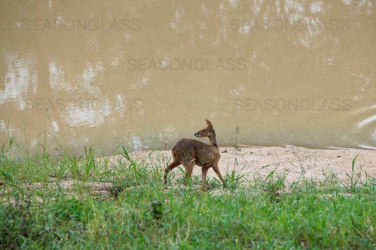 Water Deer