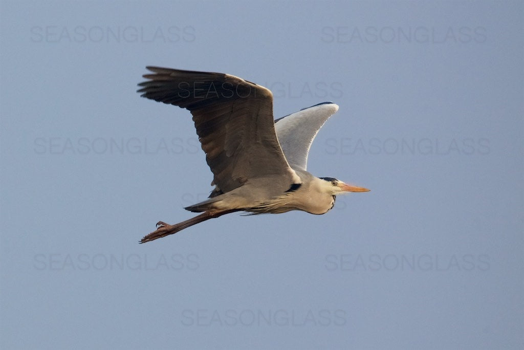 Grey Heron