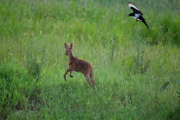 Magpie and Water Deer