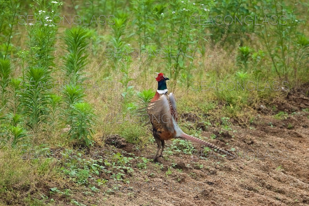 Cock Pheasant