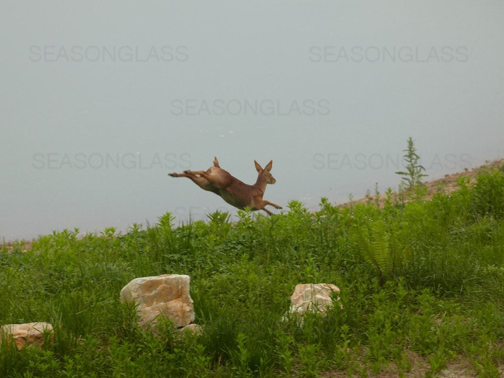 Water Deer