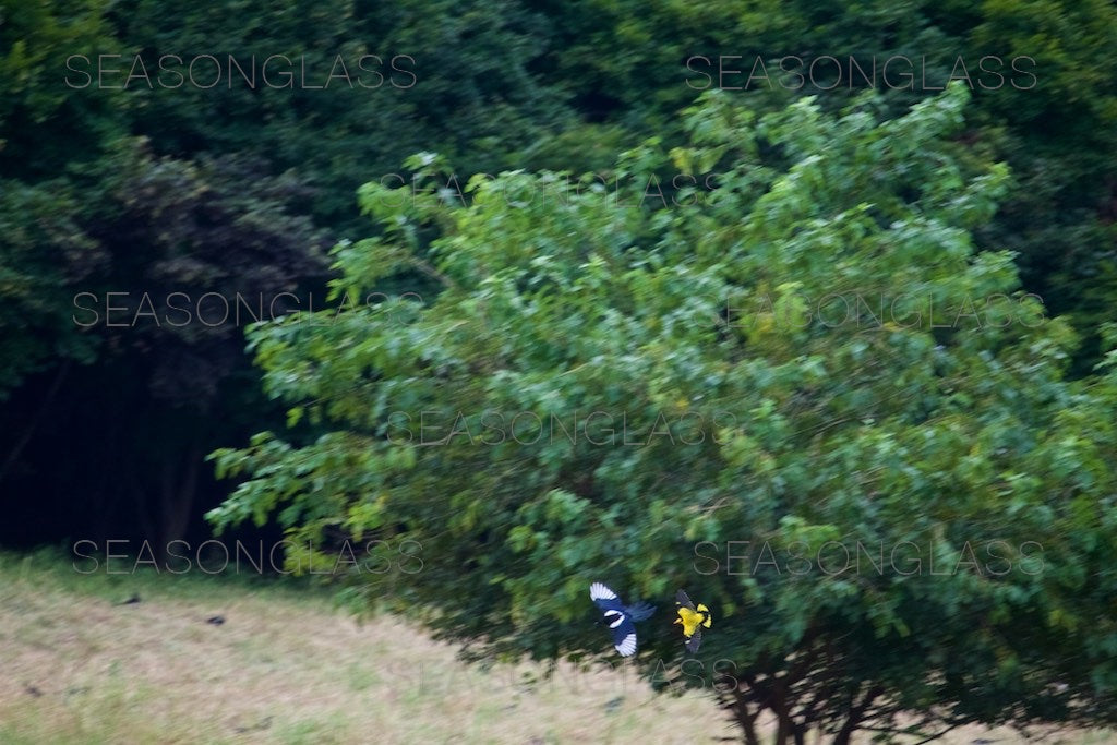 Black-naped Oriole Chasing Magpie